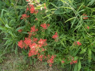 Indian Paintbrush wildflower