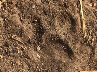 Big bear print near camp