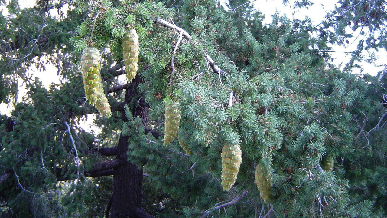 Bigcone Douglas Fir with cones